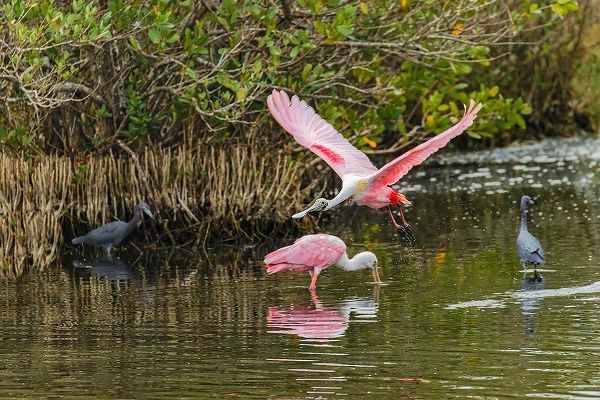 Jones, Adam 아티스트의 Roseate spoonbill flying-Merritt Island National Wildlife Refuge-Florida작품입니다.